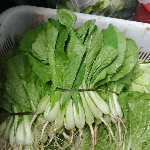 丽江捆小青菜小白菜