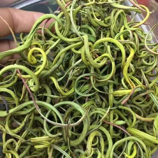 亳州长白山化石草肾精茶中药材化石草滋补泡茶新货化石草