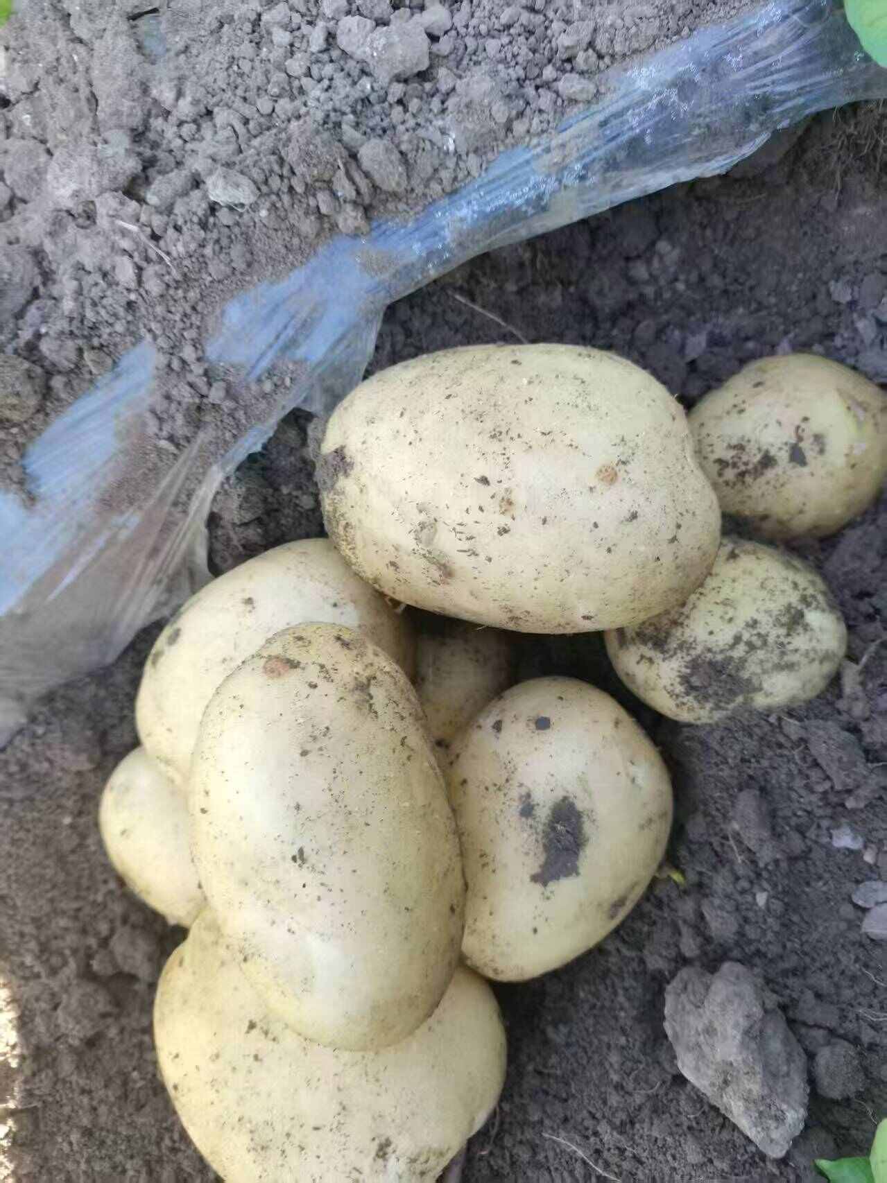 黄心土豆   口感醇厚绵密，味道香醇