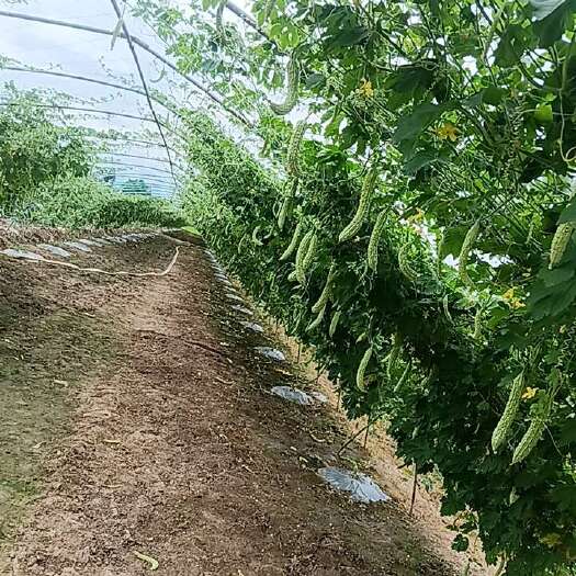 邛崃市油绿苦瓜