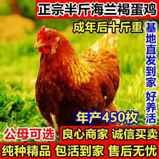 纯种半斤产蛋鸡海兰散养青年蛋鸡下蛋红毛活鸡母鸡产蛋王好养