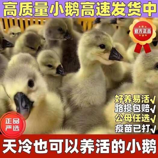 莆田小鹅活苗灰鹅苗产蛋鹅产蛋鹅农村家养大灰鹅