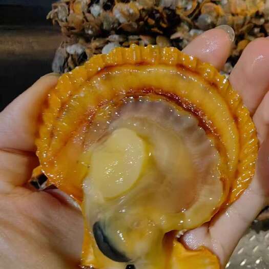 新鲜湛江黄金贝 产地直发霞山区 清甜嫩滑水产佳品