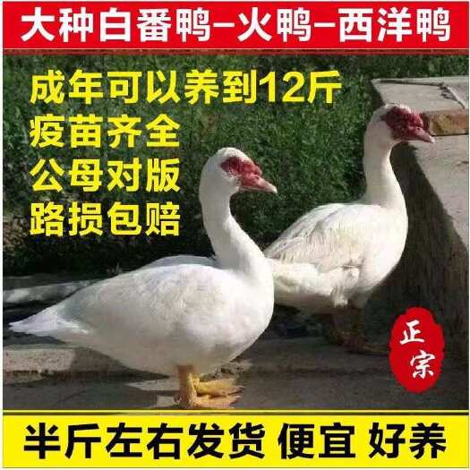 大种白番鸭未脱温大种红脸鸭散养旱鸭旱鸭子活体西洋鸭苗