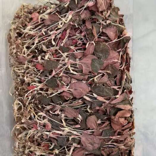 金线莲红霞整株干品