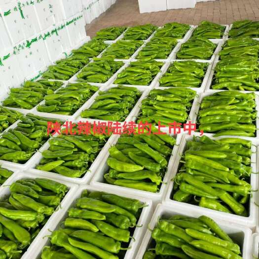 定边县陕北辣椒陆续的上市中，欢迎全国各地的客商