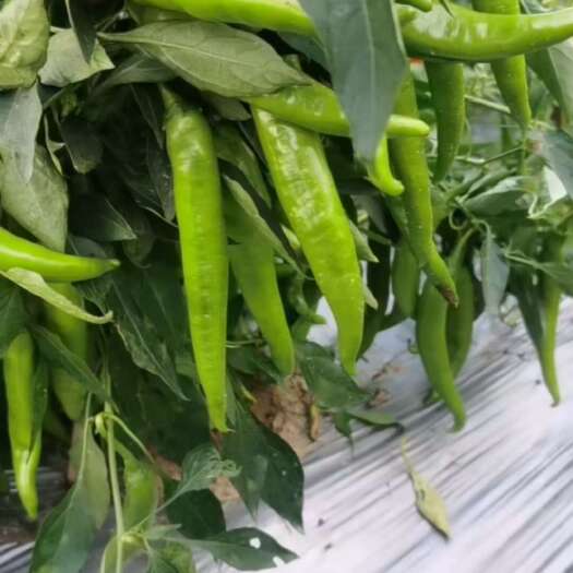 安顺贵州辣椒大上市，需要客户联系