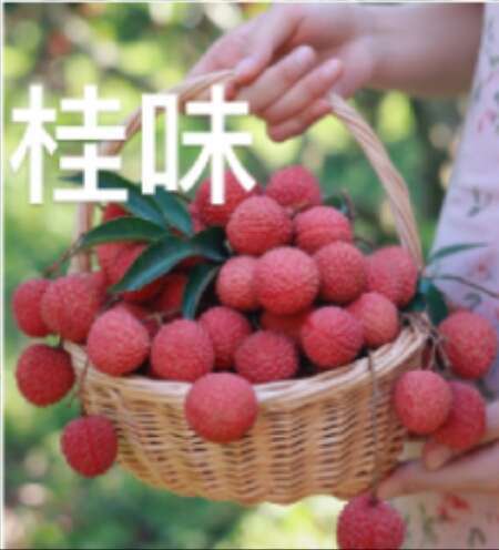 化州市桂味荔枝广东省免邮费发货，产地发货，无保鲜药水