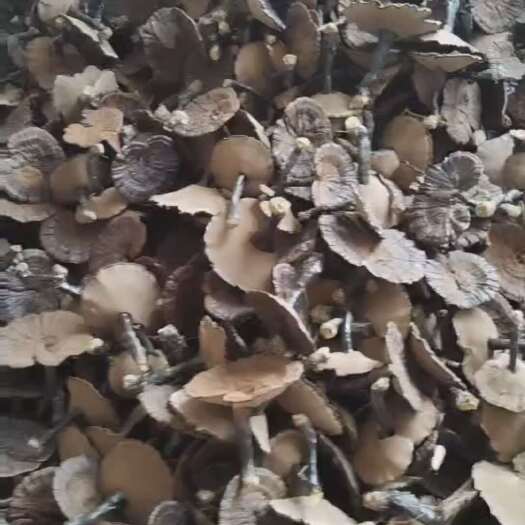 深圳灵芝