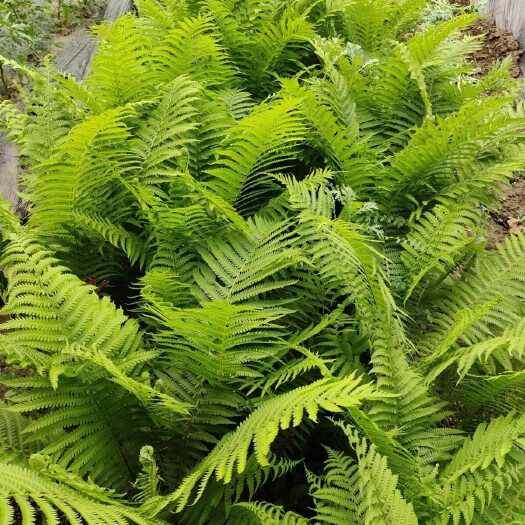 灵山县现摘云南新鲜野生蕨菜种苗种根水蕨苗