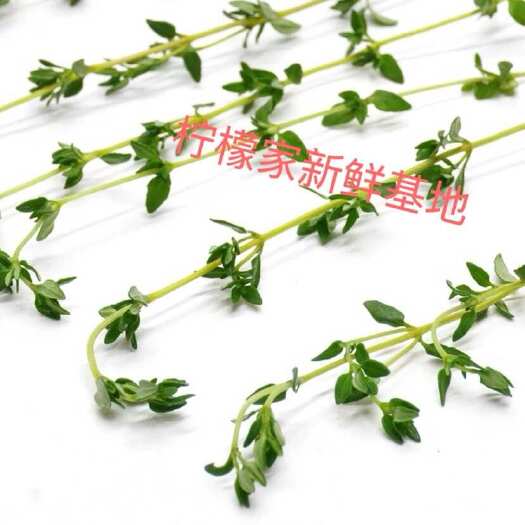 新鲜百里香新鲜食用百里香蛋糕烘焙饮品点缀西餐牛排香料调味