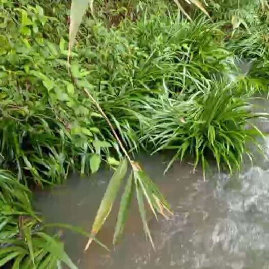 和平县石菖蒲一手货源