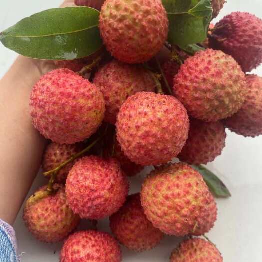 灵山县广西灵山桂味荔枝新鲜采摘现发货