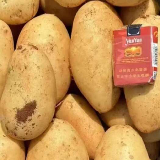 通许县河南开封新鲜土豆批发 通许县直采根茎类蔬菜
