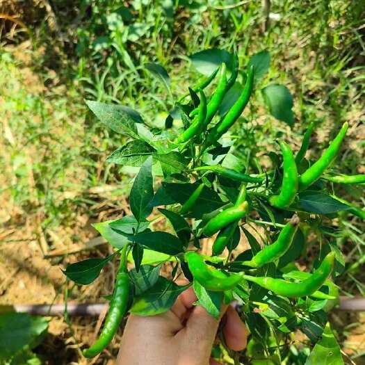 安顺贵州安顺朝天椒新鲜采摘优质辣椒干湿两用批发零售