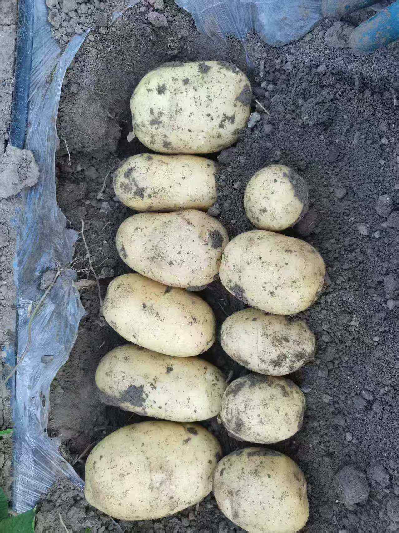 黄心土豆   口感醇厚绵密，味道香醇
