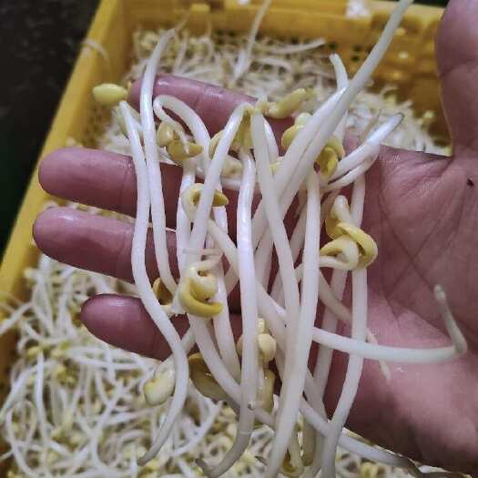 绿豆芽
