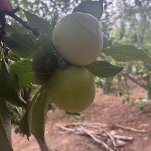 林州市甜蜜李子。￼河南特产酸爽可口