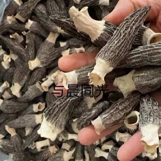 羊肚菌/统货、选货/羊肚菌零售批发