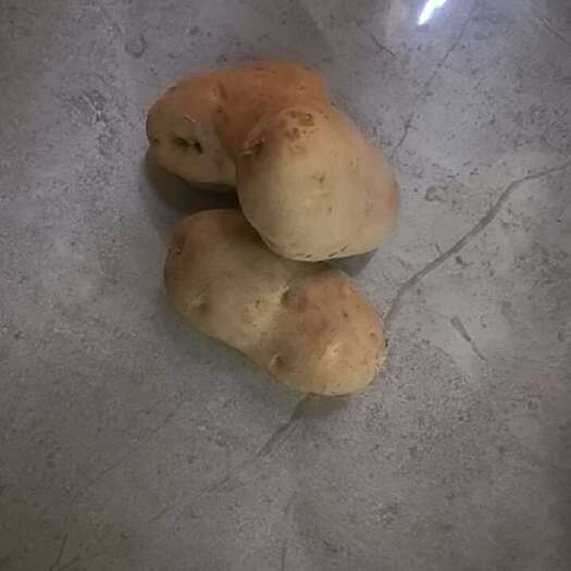 奉节马尔科洋芋