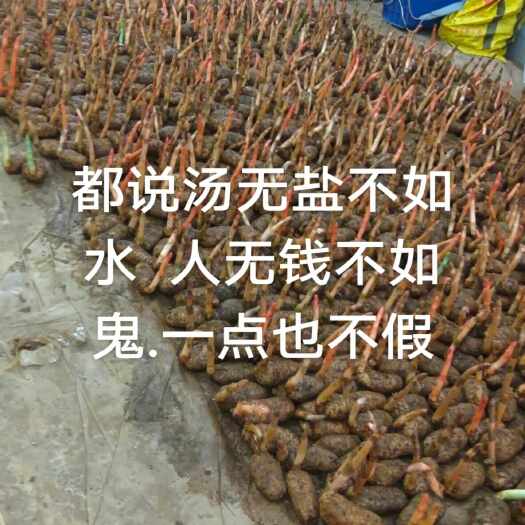 盐津县天麻