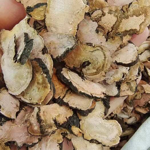 安国市紫参 拳参 地道山东产 一分钱一分货 量大优惠