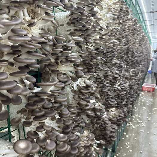 固安县5G智慧大棚秀珍菇，常年大量出货