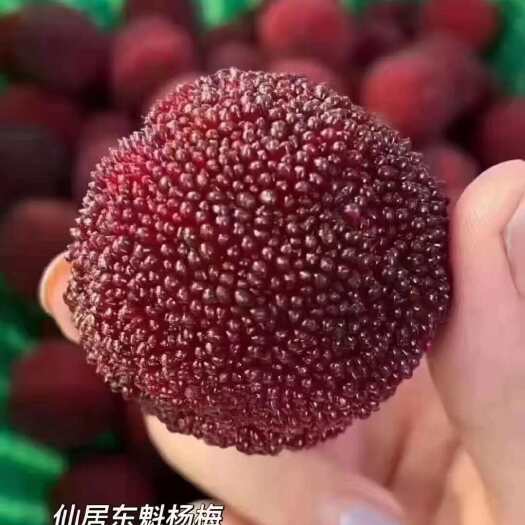 仙居杨梅自家果园量大