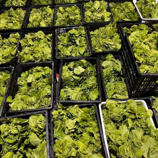新鲜桑叶 代收 食品厂可用 自有冷库 可保证桑芽新鲜