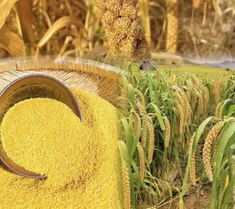 内蒙古赤峰黄小米 现磨谷物 精选优质粮品
