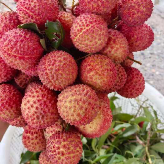 东莞市桂味