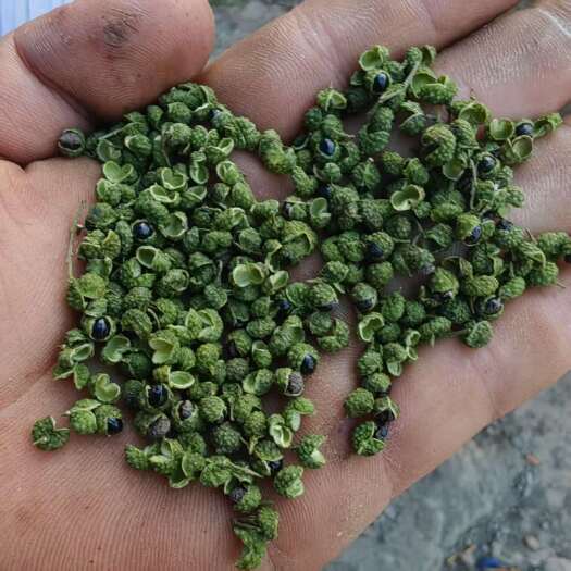 阆中市青花椒 干花椒——九叶青，现货