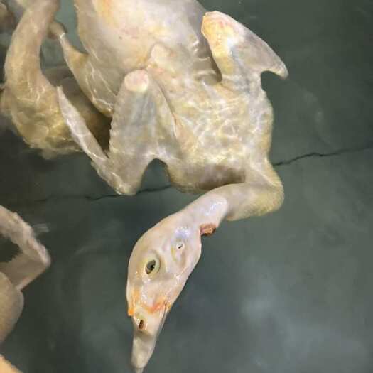 修文县肉质鲜美.适合做剔骨鸭