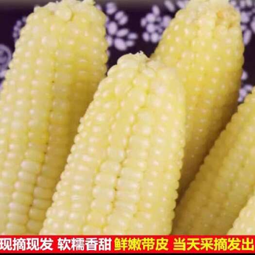 宜良县现摘甜糯玉米棒农家糯白玉米露天新鲜蔬菜带皮包谷水果牛奶玉米