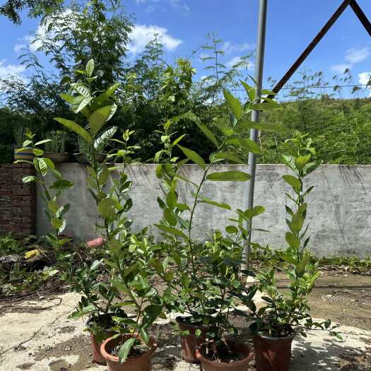 龙岩香水柠檬老树培育，新品种抗寒性强，气味清香浓郁