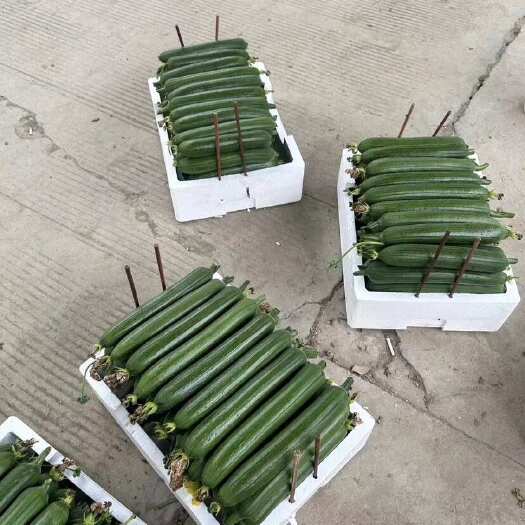 江阴市油丝瓜，保质，保量