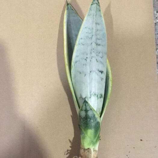 漳州漳州龙海直发 虎皮兰盆栽 苗木花草绿化优选