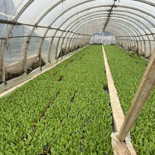 嵩明县云南昆明新鲜油麦菜苗 嵩明县直发优质蔬菜种苗
