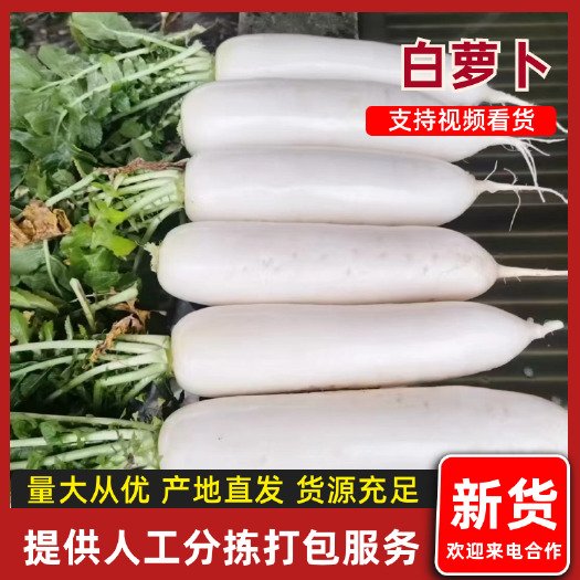 定边县榆林精品白萝卜，大量上市，支持定制各种规格，售后无忧