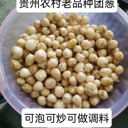 余庆县贵州新鲜团葱苦藠小根蒜团葱苦芥苦叫小蒜头野葱头薤白