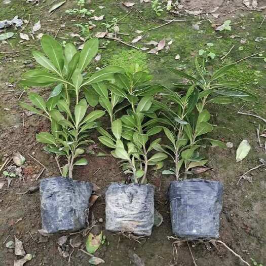 漳浦县海桐 小苗 袋苗 杯苗 移植苗 假植苗 地被 灌木 球 福建