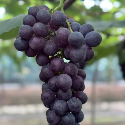 绍兴夏黑葡萄