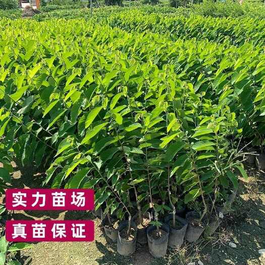普宁市广东揭阳优质释迦果苗 健壮种苗助力丰收