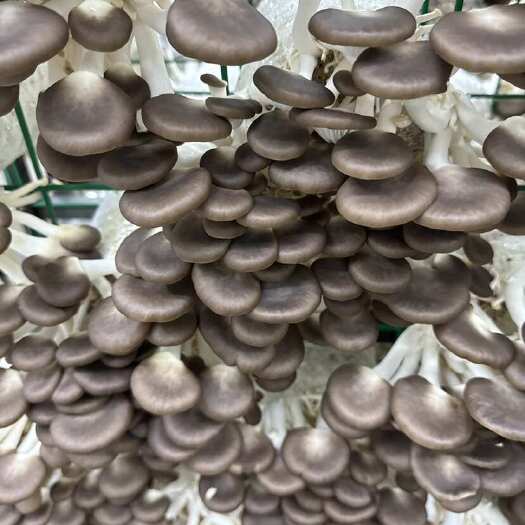 固安县各种规格秀珍菇大量出货