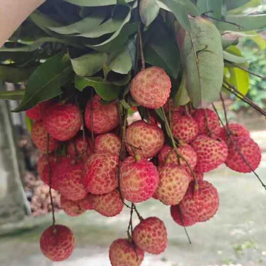 东莞荔枝，糯米糍