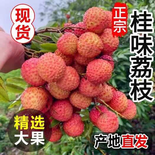灵山县广西灵山新鲜桂味荔枝 产地直发 当日采摘 发货现摘现发