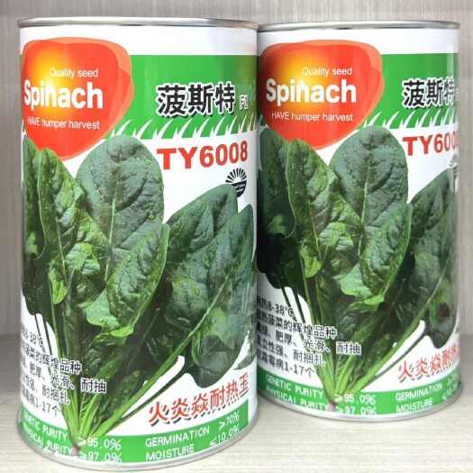 沭阳县火炎焱耐热菠菜种子直立好耐高温菠菜种籽高产抗病抗热黑绿耐抽苔