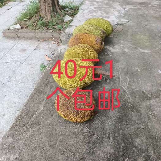 廉江市菠萝蜜