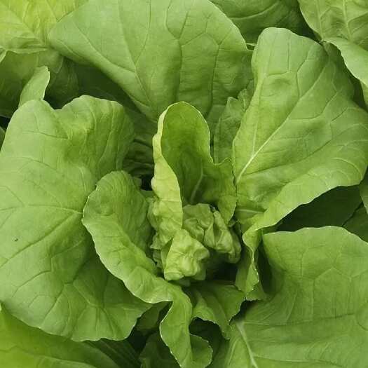 清徐县山西太原新鲜直供 小白菜当日采摘叶菜类蔬菜 大量上市