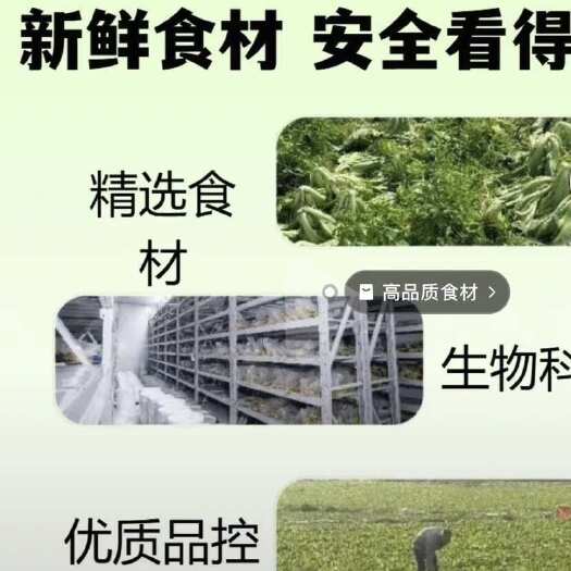 南宁广西南宁酸菜加工厂家直销 支持定免费拿样 农残检测合格